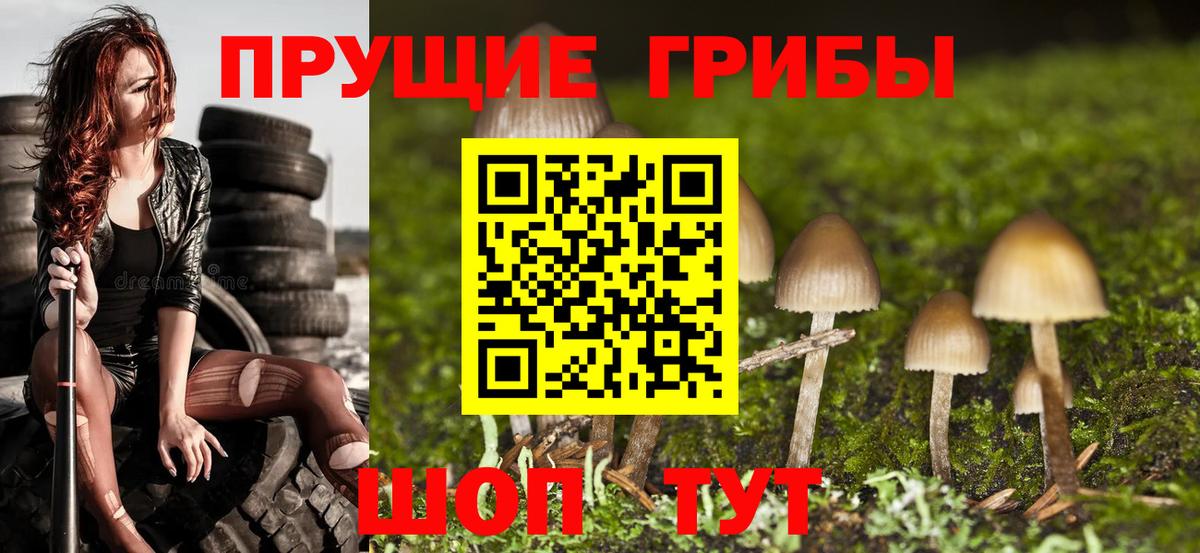 Кингисепп  Галлюциногенные грибы прущие грибы  Вход с VPN 